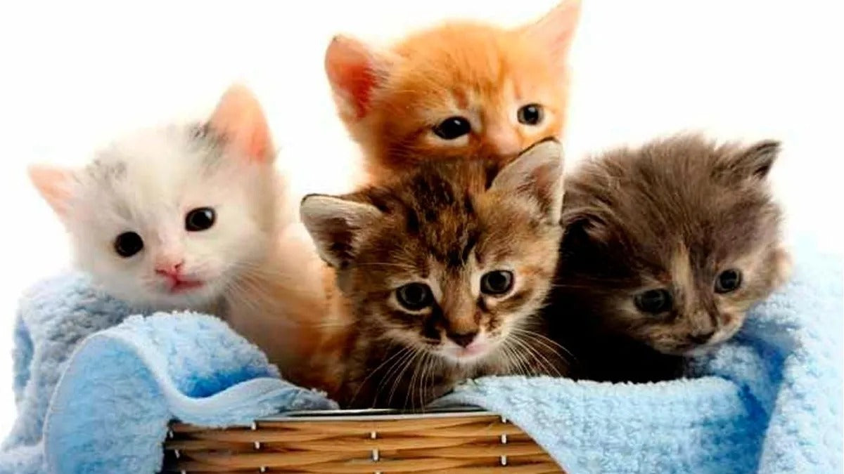 Gatos