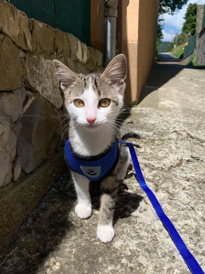  Pet Harness Adjustable Control 
